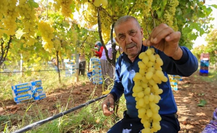 Üzüm fiyatlarındaki düşüş üreticileri tedirgin etti