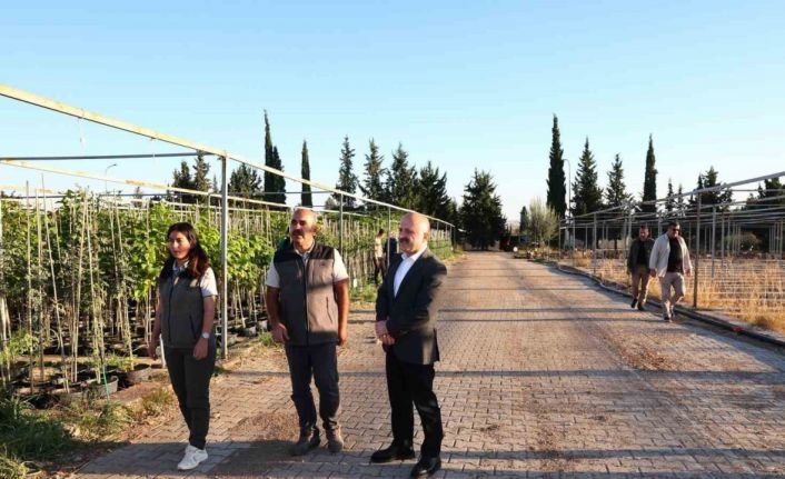 Vali Varol, orman fidanlığında incelemelerde bulundu