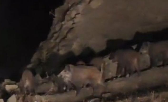 Van’da mahalleye inen domuz sürüsü görüntülendi