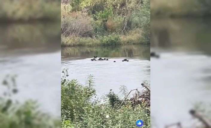 Yaban domuzları Meriç Nehri üzerinden Yunanistan’a geçti