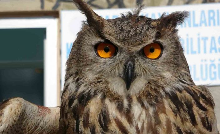 Yaban hayatın sessiz kahramanı: 9 ayda 500’e yakın hayvana müdahale etti