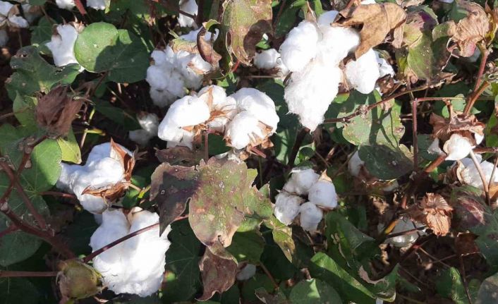 Yağışların pamuk alanlarındaki etkisi yerinde incelendi