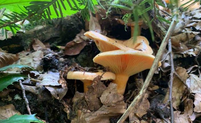 Yağışlarla birlikte artan doğada mantar dikkat