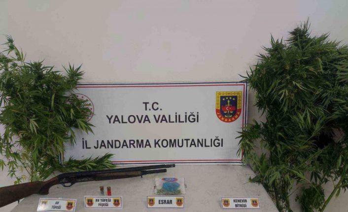 Yalova’da ormanlık alanda uyuşturucu yetiştiren 2 şüpheli yakalandı