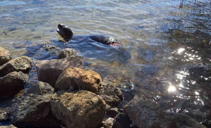 Yaralanan Akdeniz yavru keşiş foku öldü