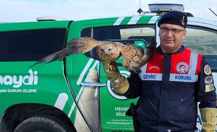 Yaralı kızıl şahin koruma altına alındı