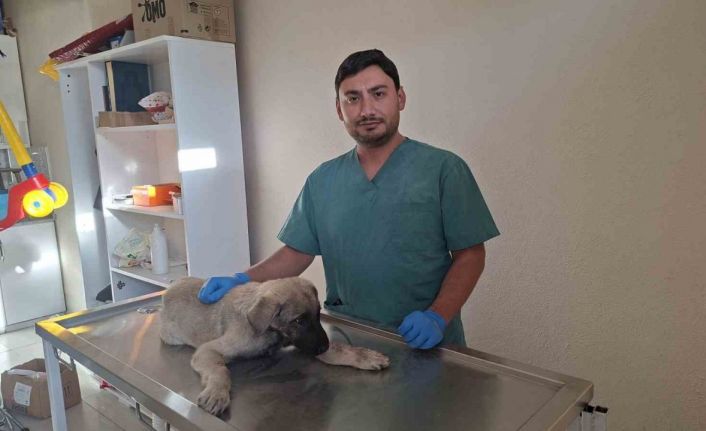 Yaralı sokak köpeğine belediye sahip çıktı