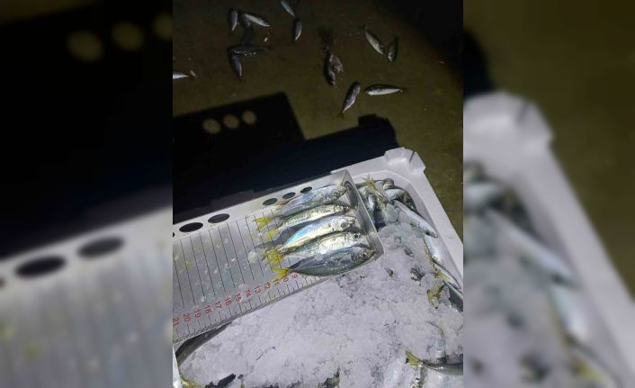 Yasal boy denetimi: Bin 845 kilo istavrite el konuldu