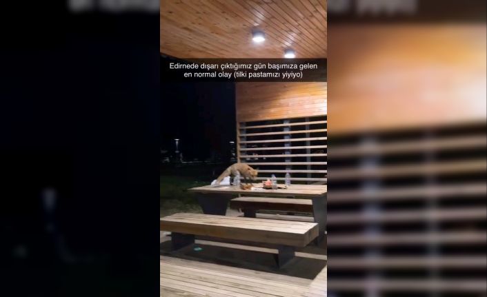 Yavru tilki doğum günü pastasına kondu