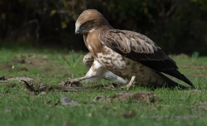 Yılanı yakalayan kartal böyle gövde gösterisi yaptı