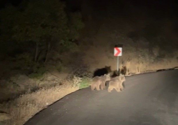 Yola inen iki yavru ayı görüntülendi
