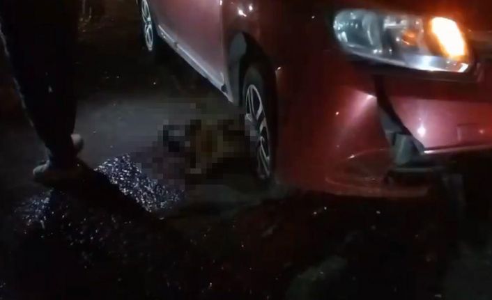 Yolda doğum yapan manda, yavrusuyla otomobil altında kalarak telef oldu