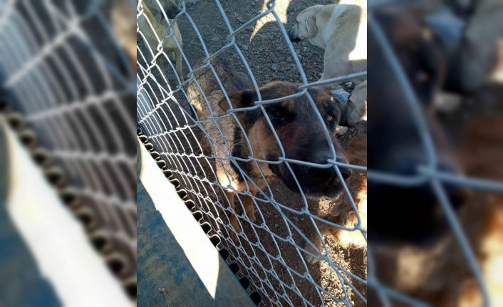 Yozgat’ta köpeğe şiddet uygulayan şahıs gözaltına alındı