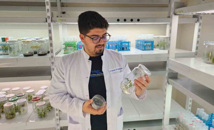 Yüksek antioksidan kapasiteye sahip yeni domates geliştirilecek