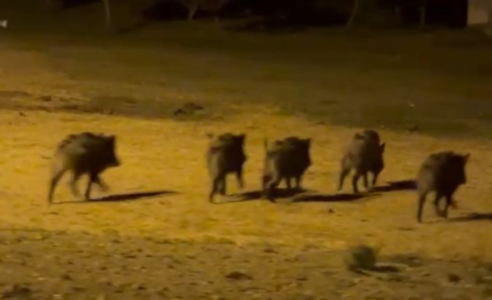 Yüksekova’da domuz sürüsü görüntülendi