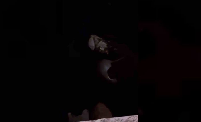 Yüksekova’da su samuru görüntülendi