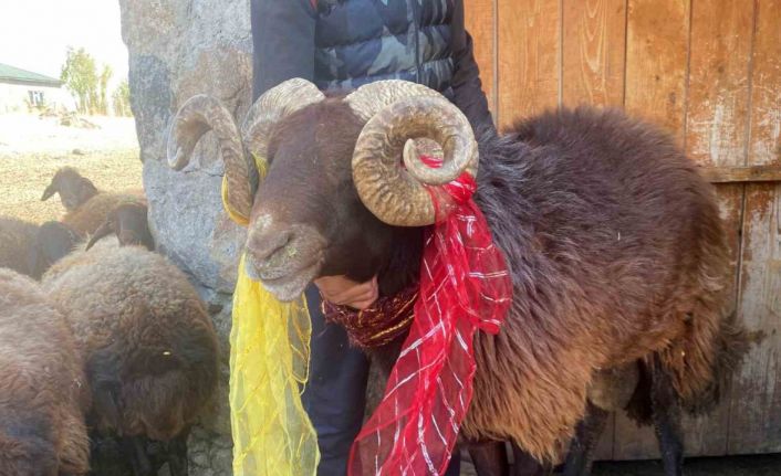 Yüzyıllık "koç katımı" geleneği Ağrı’da yaşatılıyor
