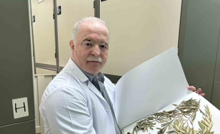 Zeytin ağacından gelen delil: Nuh’un Gemisi Cudi Dağı’nda