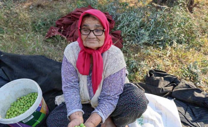 Zeytin hasadına asırlık ağaçlardan başlandı