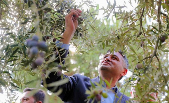 ’Zeytinin Yolculuğu’ Aliağa’da şenlikle kutlandı