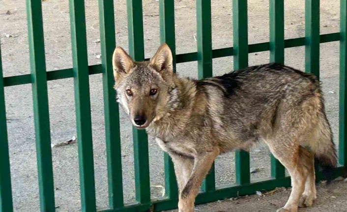 Zincire vurulmuş halde bulunan kurt rehabilite ediliyor