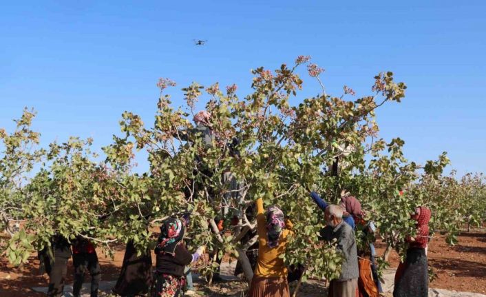 Zirai don, kuraklık ve yok yılı Antep fıstığı rekoltesini düşürdü