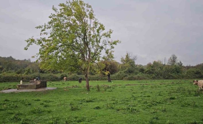 Zonguldak’ta su kuyusunda kadın cesedi bulundu