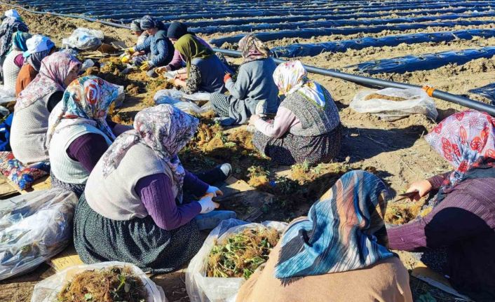 400 dönümlük çilek projesi bölge ekonomisine can verecek