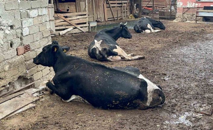 "8 buzağımızı şapa verdik"