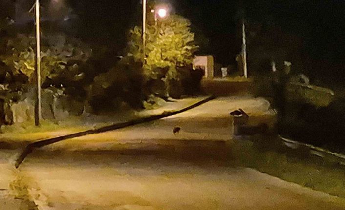 Aç kalan çakal yavruları Bartın şehir merkezinde görüntülendi