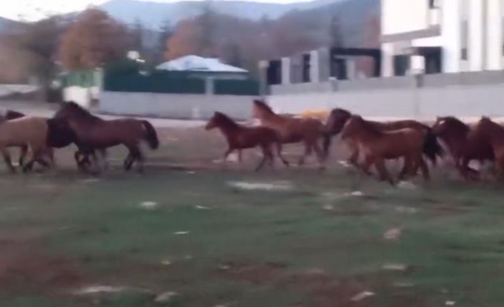 Aç kalan yılkı atları şehir merkezine indi