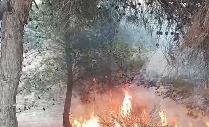 Adana’da bir çocuğun çıkardığı öne sürülen yangında 100 zeytin ağacı yandı