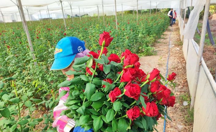Adana’da seralarda gül hasadı başladı