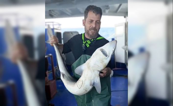 Ağa takılan köpekbalığı denize bırakıldı