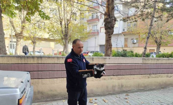 Ağaçta mahsur kalan kedi itfaiyeyi seferber etti