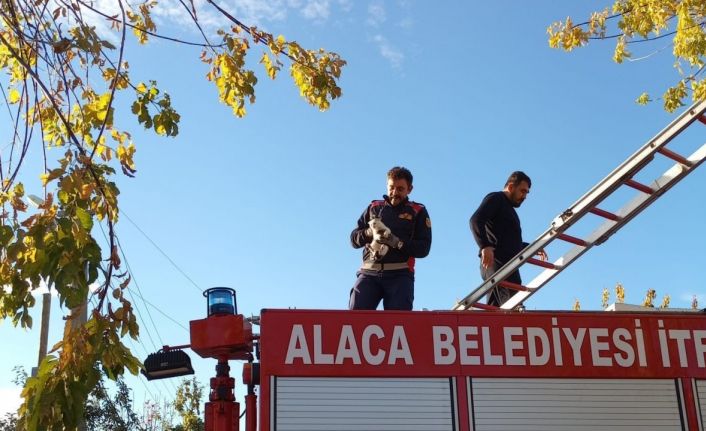 Ağaçta mahsur kalan yavru kedi itfaiye ekiplerince kurtarıldı