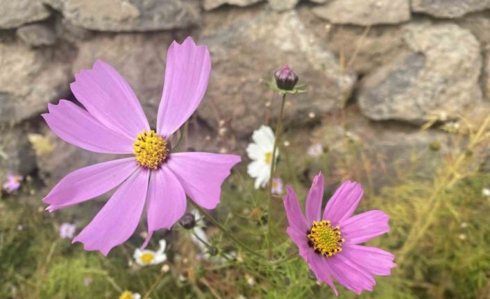 Ağrı’da kasım ayında açan çiçekler şaşırttı