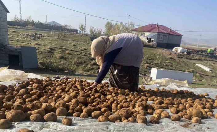 Ağrı’da kışlık patatesler geleneksel yöntemle toprağa gömülerek korunuyor