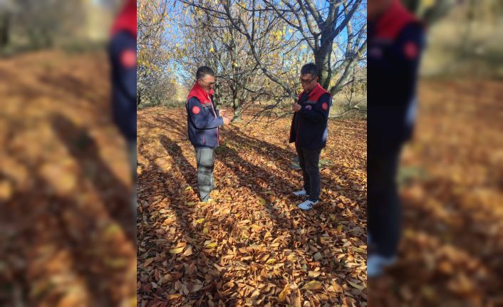 Akşehir kirazında saha incelemeleri devam ediyor