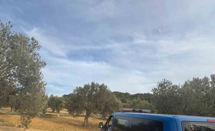 Aliağa’da zeytin hasadı başladı, güvenlik önlemleri artırıldı