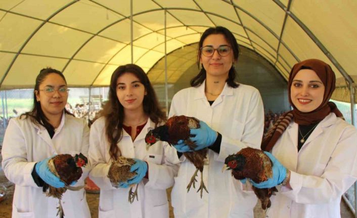 Amasya’da üniversiteliler sülün yetiştiriyor