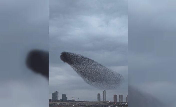 Ankara’da sığırcık kuşlarının dansı mest etti