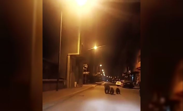 Anne ayı ve yavruları ilçe merkezine indi