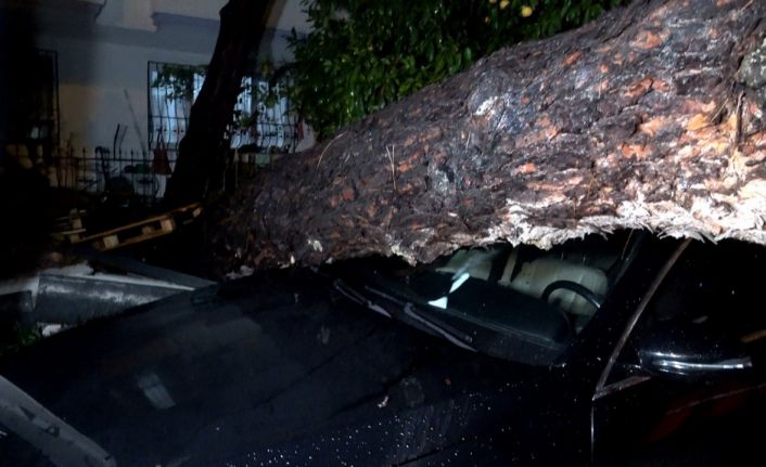 Antalya’da yağmur ve şiddetli rüzgar 10 metrelik ağaç devrildi: iki araç ve bina zarar gördü