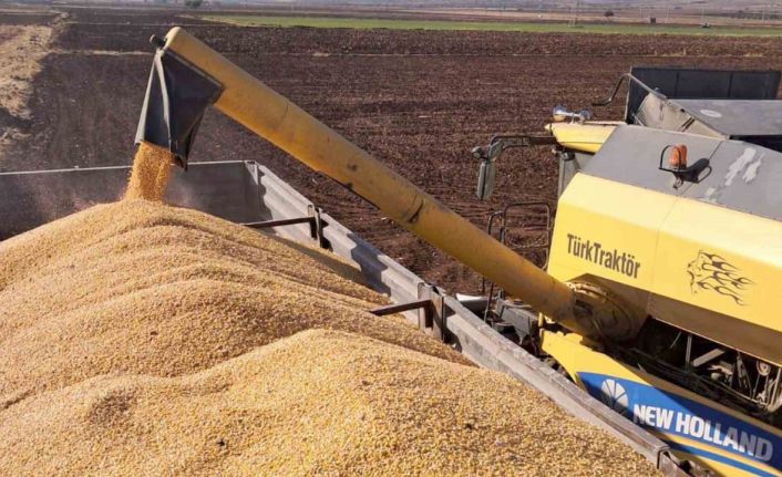 Araban Ovası’nda mısır hasadına başlandı