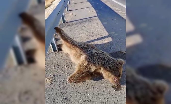 Aracın çarptığı ayı telef oldu