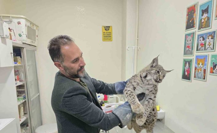 Aracın çarptığı vaşak tedaviye alındı