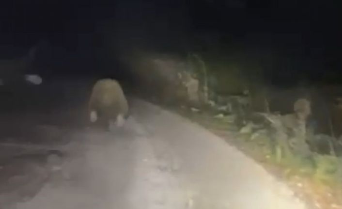 Aracın ışıklarından korkan ayı böyle kaçtı