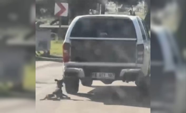 Araçla metrelerce sürüklenen köpek telef oldu: 2 gözaltı