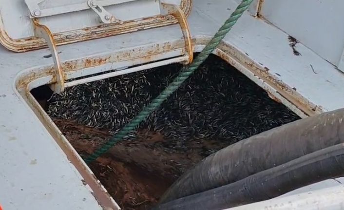 Araklı Limanı’nda hafta sonu hamsi yoğunluğu